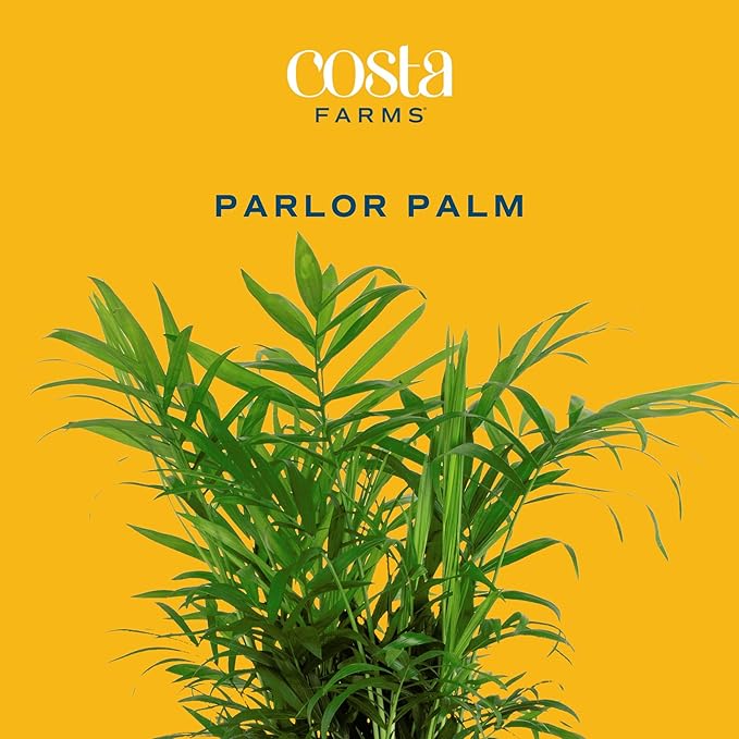 Costa Farms Parlor Palm, Neanthebella, Easy to Grow Houseplant Potted in Décor Plant Pot, Everyday Gift for Mom, For Wife, From Daughter, Son, Room or Home Decor, 1 Foot Tall