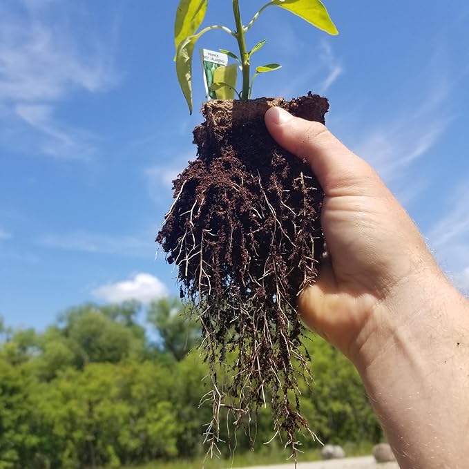 Daniel's Plants 3" Naked Pots | Natural Plantable Seed Starter Pots | OMRI-Listed Biodegradable Pots for Seedlings | Enhanced Drainage & Aeration | Earth Friendly - Peat Free (60, 3" Round)