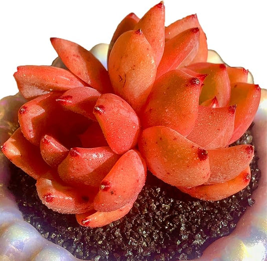 FWPP Echeveria Champagne Rare Live Succulent Plants, Wine 2.5 inches Live Plants Indoor,Bare Root Without Pot Soil,Desk Wedding Baby Shower Decoration Friend Plant Lover Gift