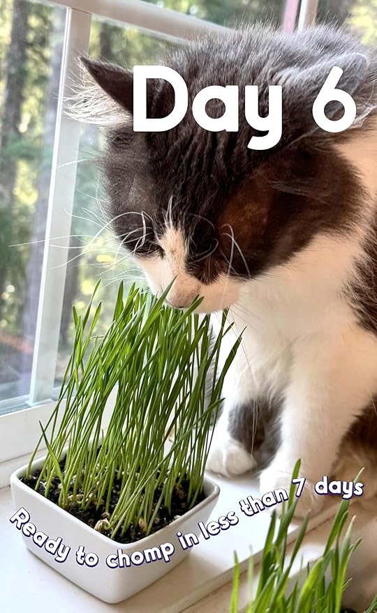 Cat Grass Seeds – Soft, Tasty Wheatgrass – Grows 32 Pots of Fresh Cat Grass for Indoor Cats & Kittens – Easy & Fast to Grow – Bulk Rescuer's Pack Grows 400 Square inches of Edible cat Grass Vitamunch