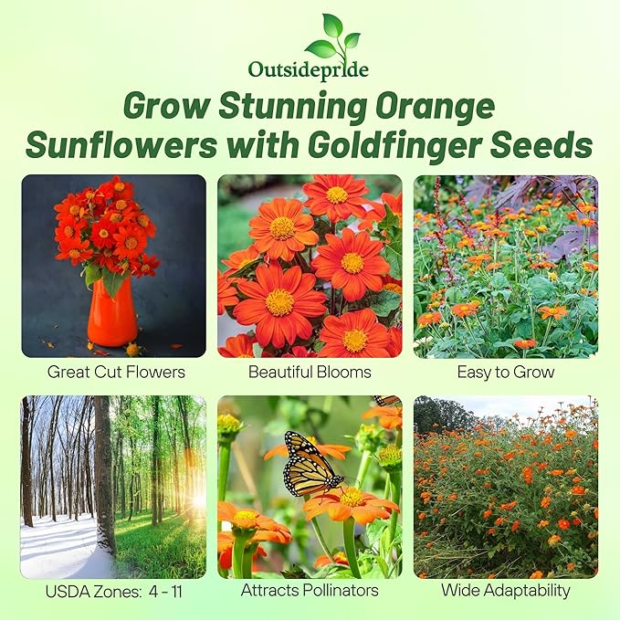 Outsidepride Goldfinger Mexican Sunflower Seeds - 500 Pcs Annual, Easy-to-Grow, Orange Tithonia Speciosa Flower Seeds w/Drought-Tolerant Blooms for Pollinator Gardens & Vibrant Summer Landscaping