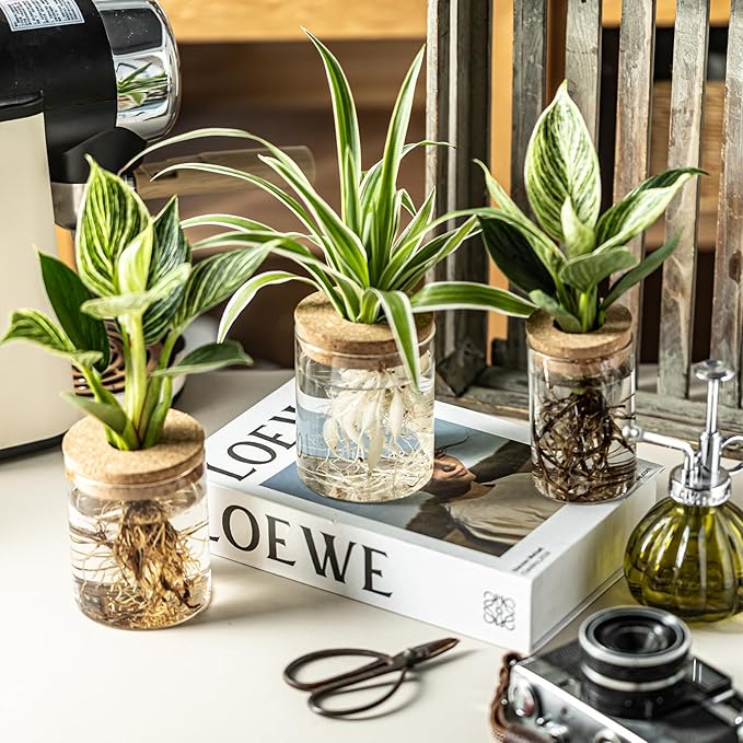 Glass Plant Propagation Stations for Plants – Set of 4(2 Large & 2 Small) Hydroponic Vases for Plant Cuttings,Flower Arrangements, Home & Office Decor–Desktop Vases for Living Room, Bedroom (4)