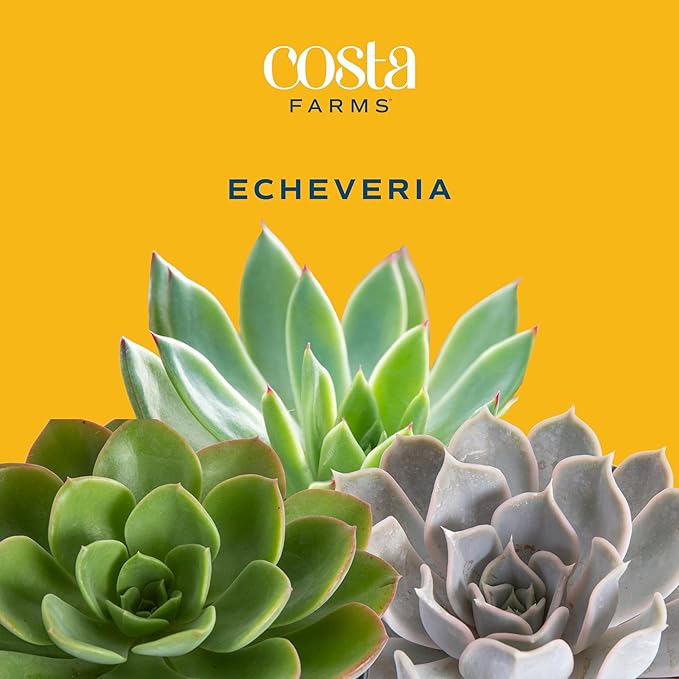 Costa Farms Mini Live Succulents, Echeveria Houseplant, Beautiful Live Indoor Plants in Cute Décor Stone Planter Pots, Great Gift for Perfect Room Décor, 4-Inches Tall (2-Pack)