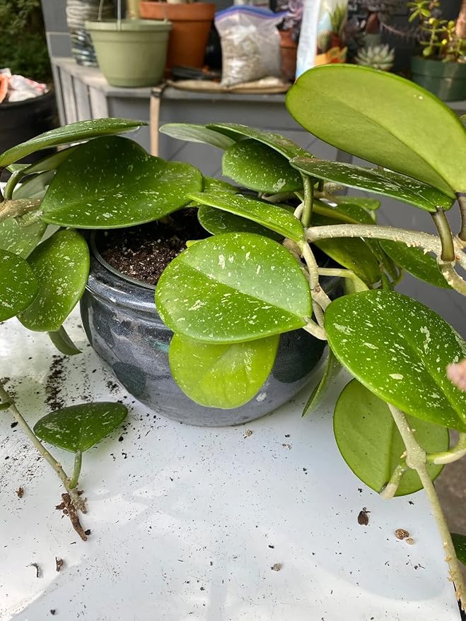 Hoya Plant Premium Potting Mix - 5 Quart - Optimal Balance for Thriving Hoyas: Air, Moisture, and Nutrient Retention