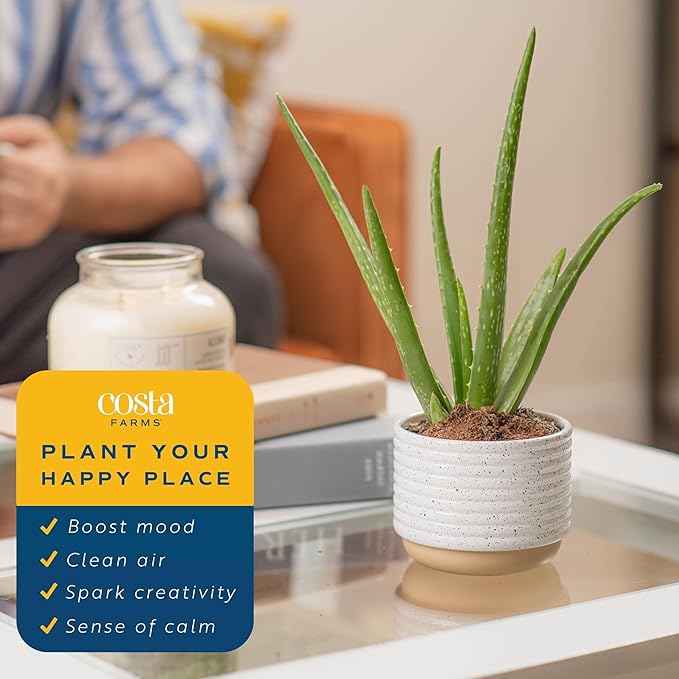 Costa Farms Aloe Vera, Live Succulent Plant, Easy Care Indoor Houseplant in Modern Décor Planter, Room Air Purifier, Tabletop, Office, Desk or Home Décor, Birthday, Gardening Gift, 10-12 Inches Tall