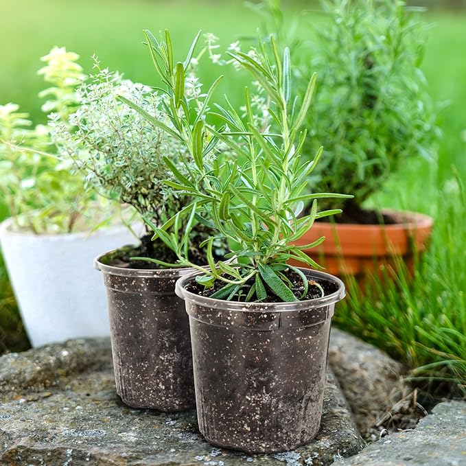 1 Gallon Reinforced Clear Nursery Pots with Drainage Hole, 30 Packs, 6.7 Inch Transparent Pots for Seedlings, Indoor/Outdoor Plants, Veggies, Flowers, and Professional Nursery Use