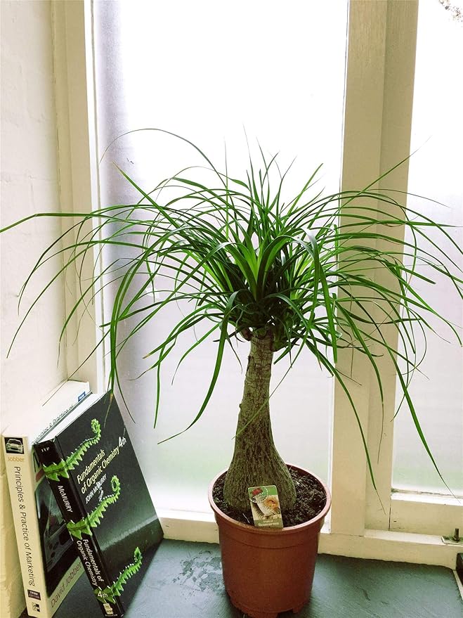 Ponytail Palm - 5 Live Plants in 6 Inch Growers Pots - Beaucarnea Recurvata - Beautiful Clean Air Indoor Succulent Houseplant