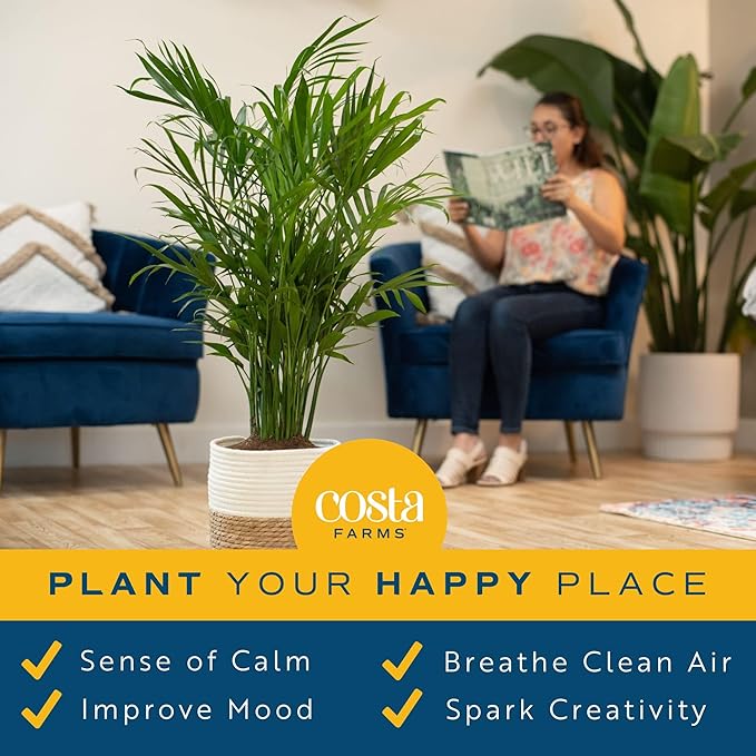 Costa Farms Cat Palm, Live Indoor Houseplant in Décor Planter, Tree-Like Floor House Plant Potted in Soil, Housewarming Gift for New Home, Living Room or Office Decor, Patio Decor, 3-4 Feet Tall
