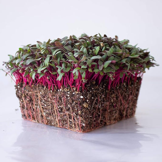 Beet Seeds - Red Round - 1 Oz ~1,500 Seeds - Beta vulgaris - Microgreens Seed - Non-GMO, Heirloom, Open Pollinated, Annual