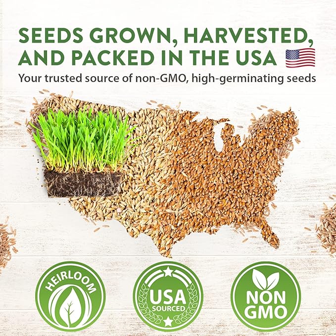 HOME GROWN 30,000+Cat Grass Seeds (6oz) 𝗡𝗢𝗡-𝗚𝗠𝗢 𝗨𝗦𝗔 Heirloom Barley & Oat Mix – Refill for Indoor Cat Grass Growing Kit – Safe Healthy Green Grass for Cats – Pet Grass for Eating & Digestion