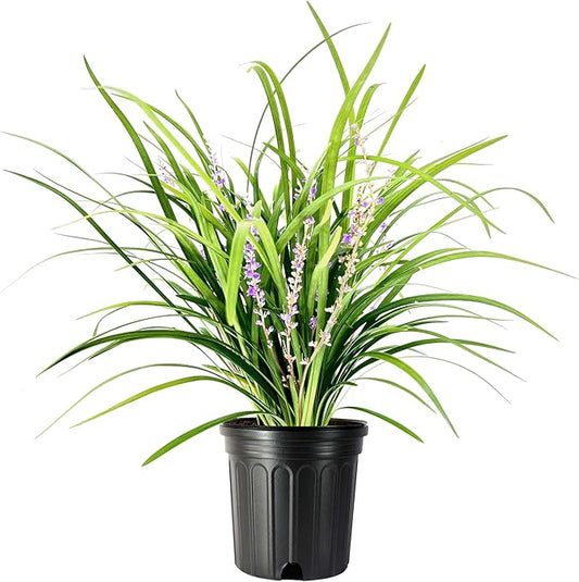 Liriope Super Blue | 2 Large Gallon Size Plants | Liriope muscari 'Super Blue' | Ornamental Ground Cover Plants | Shade-Tolerant Landscaping Perennial