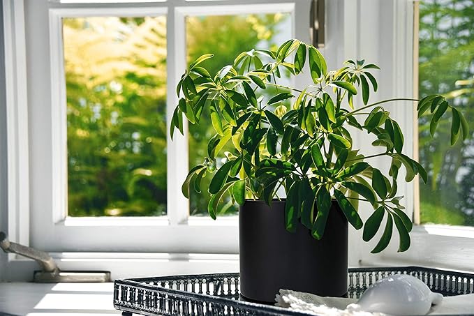 D'vine Dev 10 Inch Ceramic Planter Pot with Drainage Hole and Saucer, Indoor Cylinder Round Planter Pot, Black, 94-O-E-2