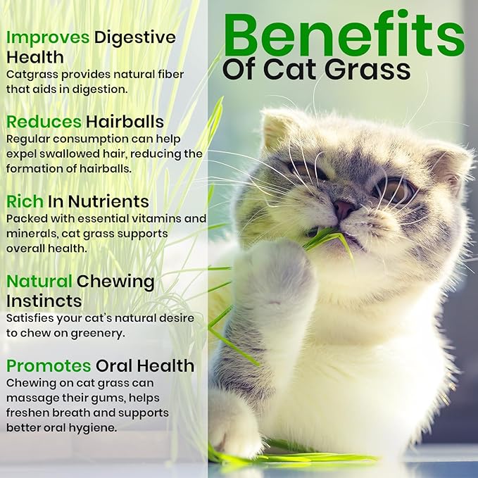 NatureZ Edge Cat Grass Seeds & Catnip Seeds - 3 Pack Variety Kit, Cat Grass for Indoor Cats, Oat & Barley Seeds for Planting, Cat Plant, Indoor Cat Grass Kit, hierba para Gatos