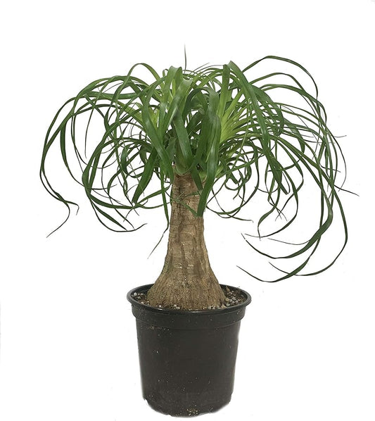 Ponytail Palm - Live Plant in a 6 Inch Growers Pot - Beaucarnea Recurvata - Beautiful Clean Air Indoor Succulent Houseplant