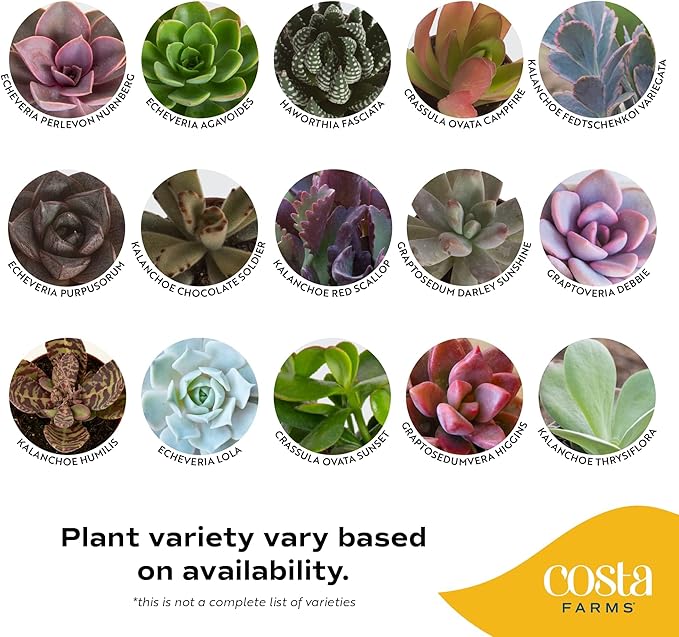 Costa Farms Mini Succulents (48 Pack), Live Succulent Plants in Decor Pots, Indoor Houseplants in Potting Soil, Party Favor Gifts, Bulk Baby Shower, Bridesmaid, 2-Inches Tall