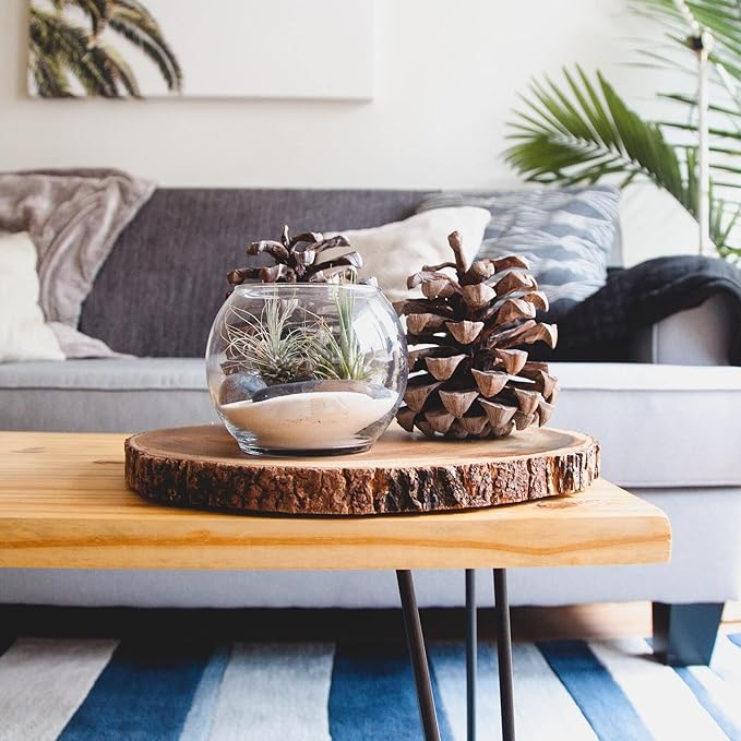 Shop Succulents | Assorted Collection | Variety of Species, Tropical House Plant for Home Décor, DIY Terrariums, 6-Pack