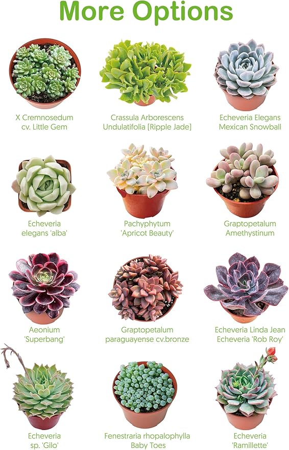 Live Succulent Echeveria 'Mexican pulidonis', Approx 2-inch Large, Potted Succulents, Fully Rooted, Easy Care House Plants