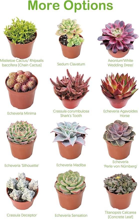 Live Succulent Plants Echeveria 'Agavoides Horse', Easy Care Potted Succulents, Approx 4" D x 4" H, Indoor Houseplant, Unique Gifts, Home Office Décor