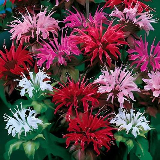 Park Seed Grow Your Own Vibrant Wildflower Garden Mixture, Perfect for Bees, Butterflies, and Hummingbirds, Panaroma Mix, Pack of 100