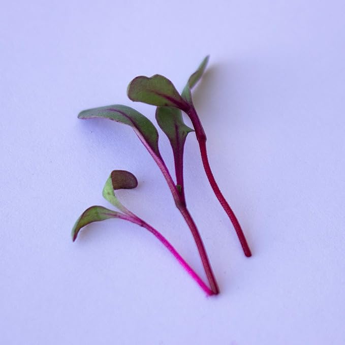 Beet Seeds - Red Round - 4 Oz ~6,000 Seeds - Beta vulgaris - Microgreens Seed - Non-GMO, Heirloom, Open Pollinated, Annual