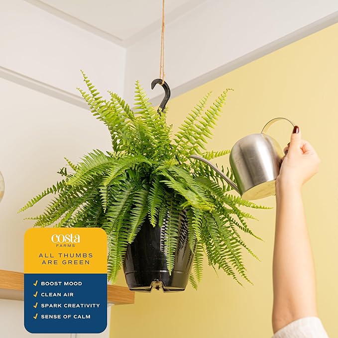 Costa Farms Boston Fern Live Plant, Outdoors or Indoor Houseplant in Hanging Basket Planter, Ferns Soil Mix, Real Plants Gift, Housewarming, Patio, Balcony, Front Porch Decor, 1-2 Feet Tall and Wide