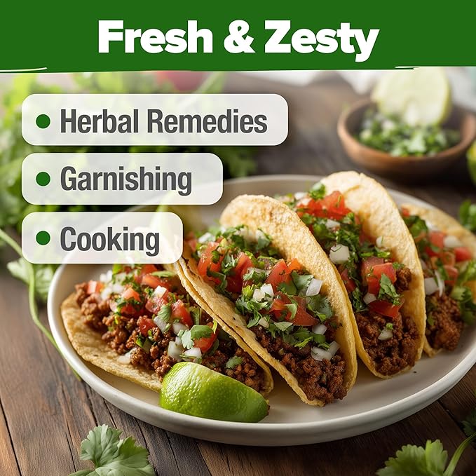 HOME GROWN 𝗨𝗦𝗔 𝗣𝗥𝗘𝗠𝗜𝗨𝗠 1000+ Cilantro Seeds for Planting Indoors or Outdoors - Non-GMO Heirloom Herbs, Coriander Plant Seeds - Complete Your Herb Seeds Collection for Your Indoor Herb Garden