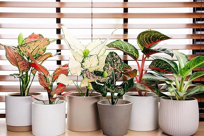 Premium Aglaonema Plant Potting Mix - Crafted for Healthy Growth and Radiant Foliage - 1 Quart, MAIN-AGLAONEMA-1QT