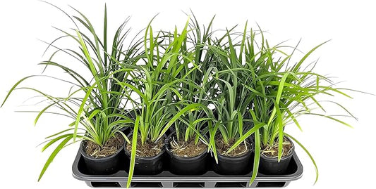 Liriope Super Blue | 10 Live 4 Inch Plants | Liriope muscari 'Super Blue' | Ornamental Ground Cover Plants | Shade-Tolerant Landscaping Perennial