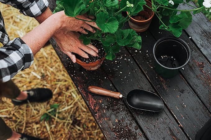 Barebones Garden Scoop - Garden Spoon - Stainless Steel Small Hand Shovel for Transplanting, Digging, and Planting - Great Home Gardening Hand Tools (Walnut/Black)
