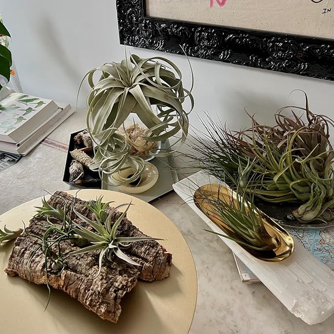 Live Air Plants - Tillandsia Gift Box TOR Variety Pack - 10 Count Large, 4-10 inches – Live Indoor Plants & Live 15 inch Spanish Moss – Live Plants for Home décor, Live Arrival Guaranteed