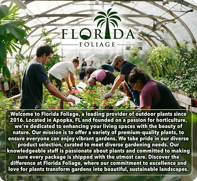 Getty White Agapanthus | 3 Live Plants | Agapanthus africanus ‘Getty White’ | Perennial Flowering Plants | Drought Tolerant Plants for Landscaping