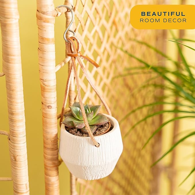 Costa Farms Succulent Plant, Live Indoor Mini Succulent Plant in Hanging Basket Succulents Plant Pot, Potting Soil Mix, Grower's Choice, Easy Grow Houseplant, Home and Room Decor, 2-Inches Tall