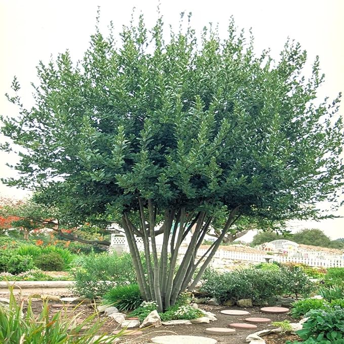 Mediterranean Bay Leaf, Bay Laurel Live Plant. Standard Variety - Laurus Nobilis. Live Plant. Fragrant, Fresh, Edible. Best for Ground Planting Outdoor. (2 Bay Laurel Plants in Cup)