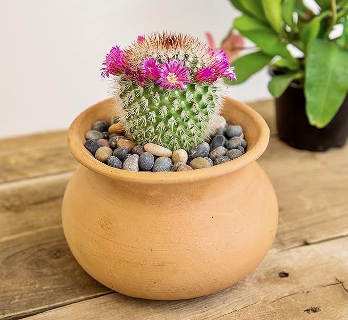Altman Plants, Assorted Cactus Plants Live Cactus Decor (8PK), Cactus Plant Live Succulents Plants Live in Cactus Soil Potting Mix, Live Cacti Plants Live Succulent Plants Live Plants in Cactus Pot