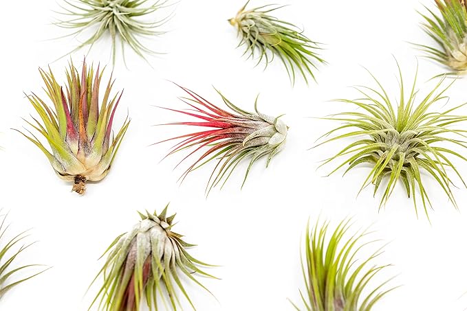 25 Pack Large Air Plants Tillandsia Ionantha Guatemala - Live Succulent House Plants - Available in Wholesale and Bulk - Home and Garden Decor - Easy Care Indoor and Outdoor Plants