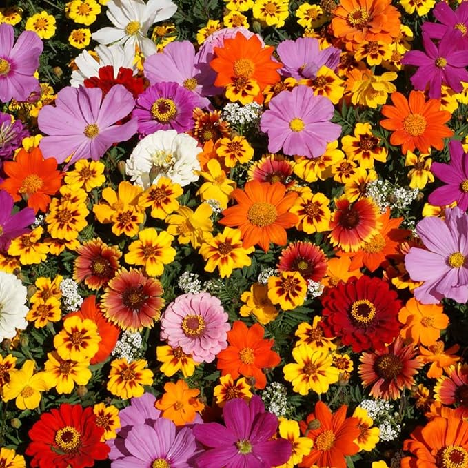Save The Monarchs Wildflower Seed Shaker - 100,000+ Wild Flower Seeds for Planting - Beautiful Easy to Sow Seed Shaker - 13 Varieties to Attract Monarch Butterflies & Pollinators - Covers ~250 sq ft
