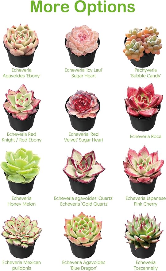 Live Succulents 'String of Bananas' (4-inch), Succulent Plants Fully Rooted in Pots with Soil, Easy-Care House Plant for DIY, Home Office Decor, Wedding Party Favor