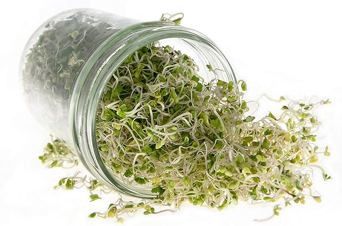 Broccoli Seeds for Sprouting & Microgreens | Waltham 29 Variety | Non GMO & Heirloom Seeds | 8 oz Resealable Bag | Rainbow Heirloom Seed Co.