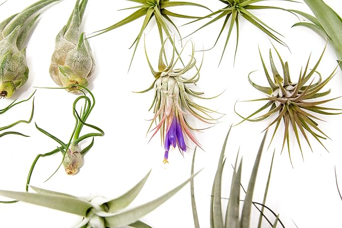 25 Grab Bag Pack Small & Medium Air Plants - Fertilizer Packet - Wholesale - Bulk - Live Tillandsia - Easy Care House Plant - Succulents