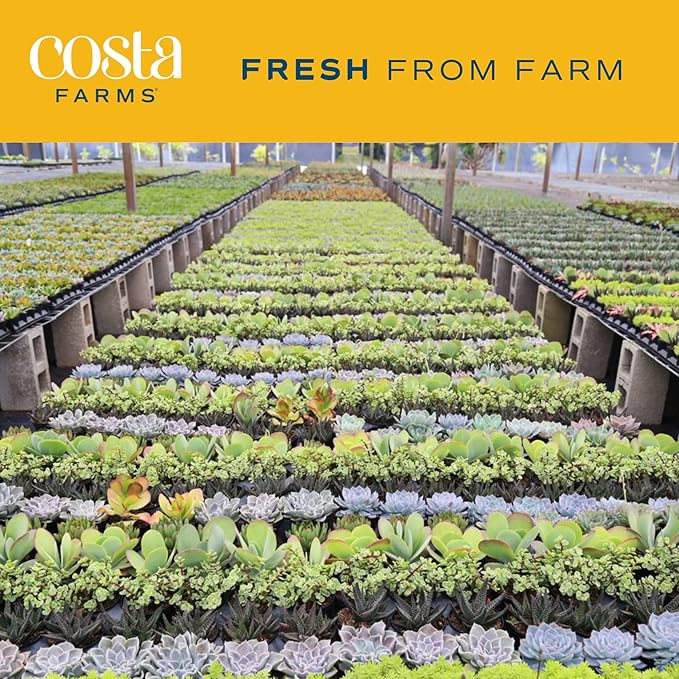 Costa Farms Haworthia Succulent, Easy to Grow Live Plant in Indoor Houseplant Pot, Potting Soil, 4-Inches Tall, Home & Room Decor