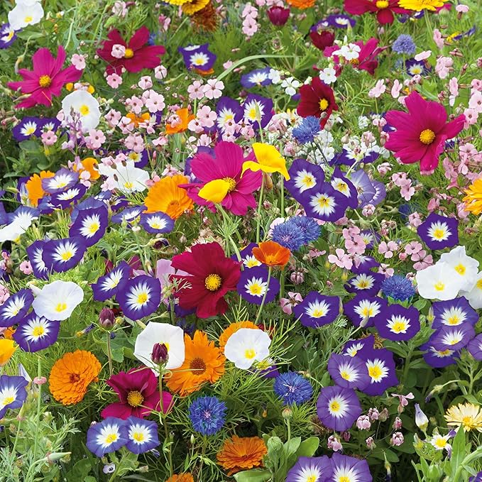 Eden Brothers Royal Meadow Flower Mixed Seeds for Planting, 1 lb, 480,000+ Seeds with Morning Glory, African Daisy | Attracts Pollinators, Plant in Spring or Fall, Zones 3, 4, 5, 6, 7, 8, 9, 10