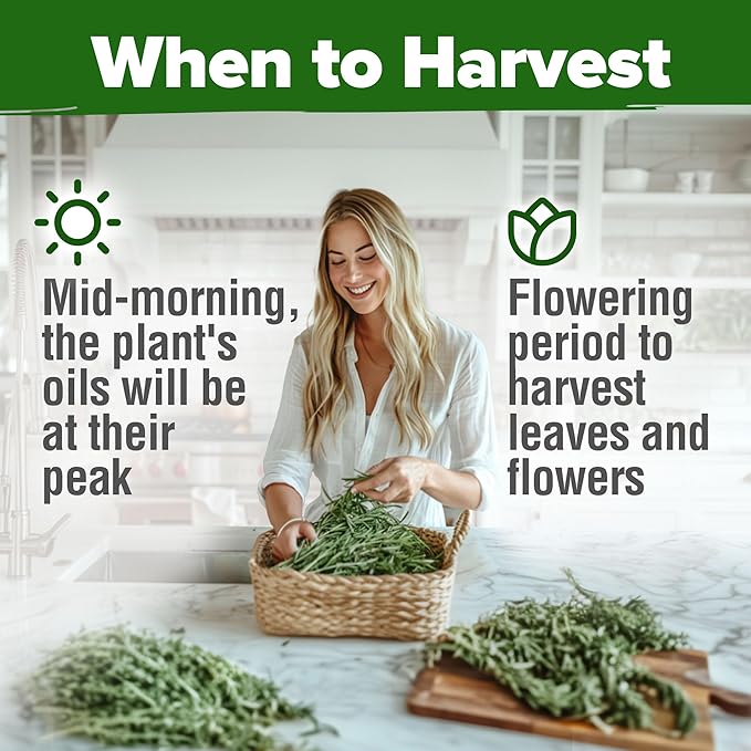 HOME GROWN Rosemary Seeds Pack - 300 High Germinating 𝗡𝗢𝗡-𝗚𝗠𝗢, 𝗨𝗦𝗔-𝗦𝗢𝗨𝗥𝗖𝗘𝗗 Heirloom Herb Seeds for Planting in Indoor or Outdoor Herb Gardens (Salvia rosmarinus)