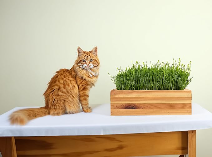 Cat Grass for Indoor Cats Kit – Organic & Handcrafted Cedar Planter with Fast-Growing Wheatgrass for Cats, Hairball Remedy with Pet-Friendly Planter (Natural)