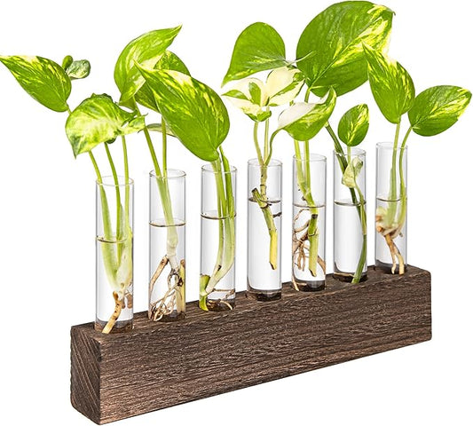 KAXYEW Desktop Glass Plant Propagation Station Test Tube Plant Terrarium in Wooden Stand for Hydroponic Plants Cutting Office Home Decoration