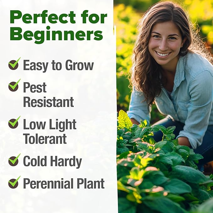 HOME GROWN Peppermint Seeds 2 Pack (Mentha × piperita) – 4,740 Heirloom Mint Seeds for Planting – 𝗡𝗢𝗡-𝗚𝗠𝗢, 𝗨𝗦𝗔-𝗦𝗢𝗨𝗥𝗖𝗘𝗗 – Grow Indoors or Outdoors, Kitchen Herb Garden Favorite