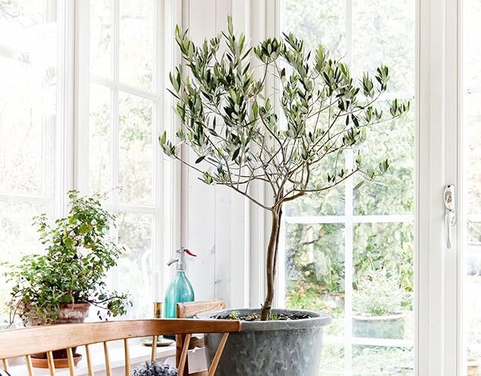 Olive Tree Premium Potting Mix - Optimal Air, Moisture, and Nutrient Balance for Healthy Trees - 2 Quart