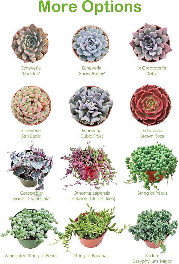 4-inch Succulent Aeonium Dodrantale, Live Succulents Plants Fully Rooted in Pots with Soil, Easy-Care House Plants for DIY, Home Office Decoration