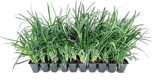 Liriope Super Blue | 20 Live Plants | Liriope muscari 'Super Blue' | Ornamental Ground Cover Plants | Shade-Tolerant Landscaping Perennial