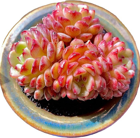 FWPP Suculentas Plant Live Echeveria Hani,Real Succulents Plants Live Red 3 inches Mini Succulents,Bare Root Without Pot Soil,Rare Succulent Plants Live Office Decoration Wedding and Gift