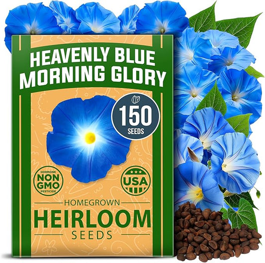 HOME GROWN 𝗨𝗦𝗔 𝗣𝗥𝗘𝗠𝗜𝗨𝗠 Heavenly Blue Morning Glory - 150 Heirloom Seeds for Planting, 𝗡𝗢𝗡-𝗚𝗠𝗢 Ideal for a Flower Garden That Attracts Pollinators and Birds (Ipomoea Tricolor)